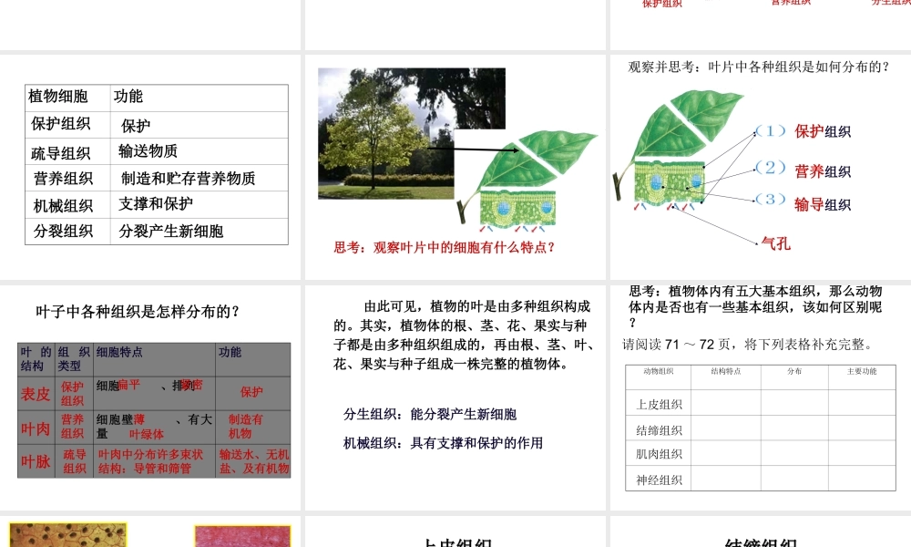 2014秋七年级科学上册 2.3 生物体的结构层次（第2课时）课件 浙教版