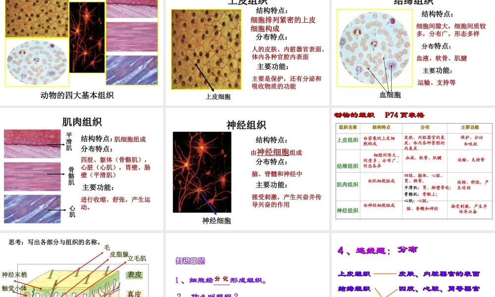 2014秋七年级科学上册 2.3 生物体的结构层次（第2课时）课件 浙教版
