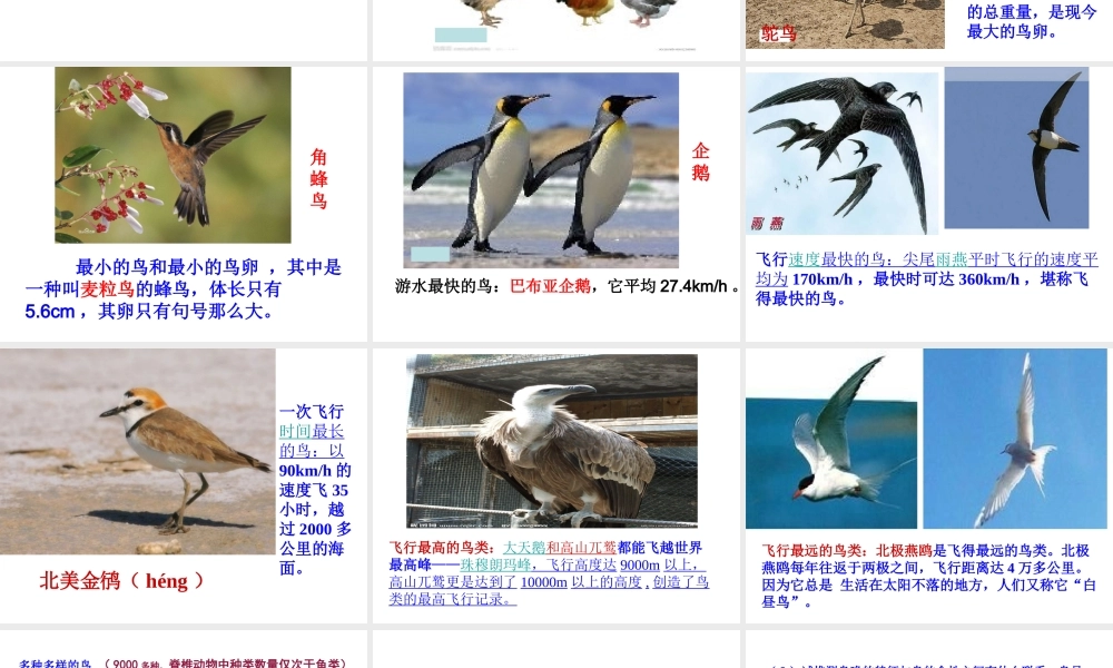 2014年秋八年级生物上册 第五单元 第一章 第六节 鸟课件 （新版）新人教版