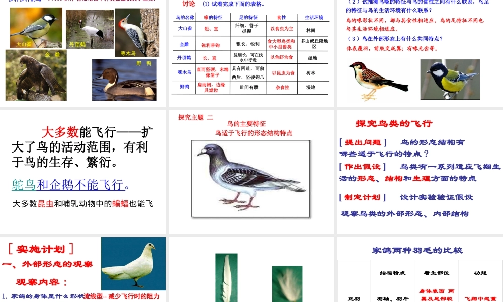 2014年秋八年级生物上册 第五单元 第一章 第六节 鸟课件 （新版）新人教版