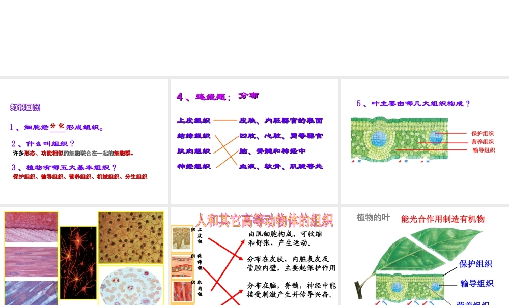 2014秋七年级科学上册 2.3 生物体的结构层次（第3课时）课件 浙教版