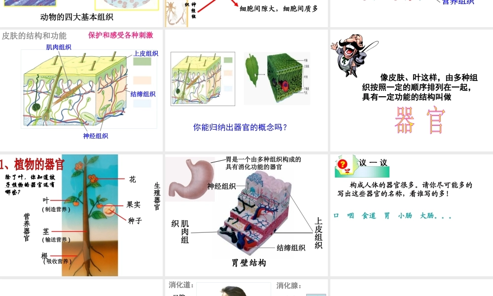 2014秋七年级科学上册 2.3 生物体的结构层次（第3课时）课件 浙教版