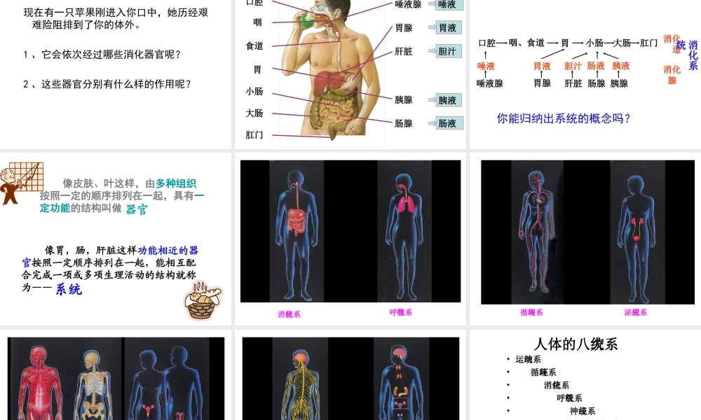 2014秋七年级科学上册 2.3 生物体的结构层次（第3课时）课件 浙教版