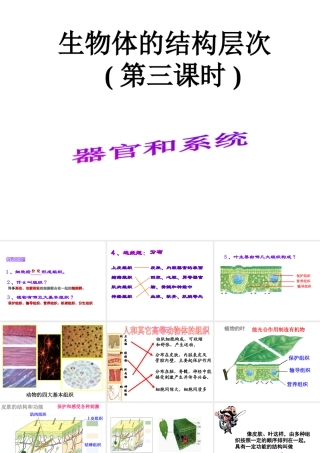 2014秋七年级科学上册 2.3 生物体的结构层次（第3课时）课件 浙教版