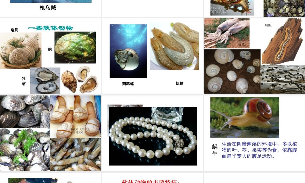 2014年秋八年级生物上册 第五单元 第一章 第三节 软体动物和节肢动物课件 （新版）新人教版