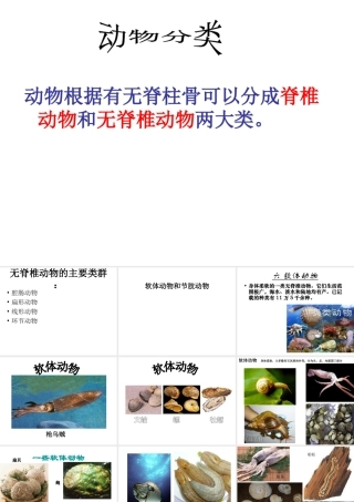 2014年秋八年级生物上册 第五单元 第一章 第三节 软体动物和节肢动物课件 （新版）新人教版