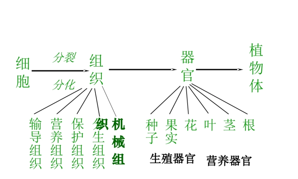 2014秋七年级生物上册 第二单元 第二章 第四节 单细胞生物（第1课时）课件 （新版）新人教版