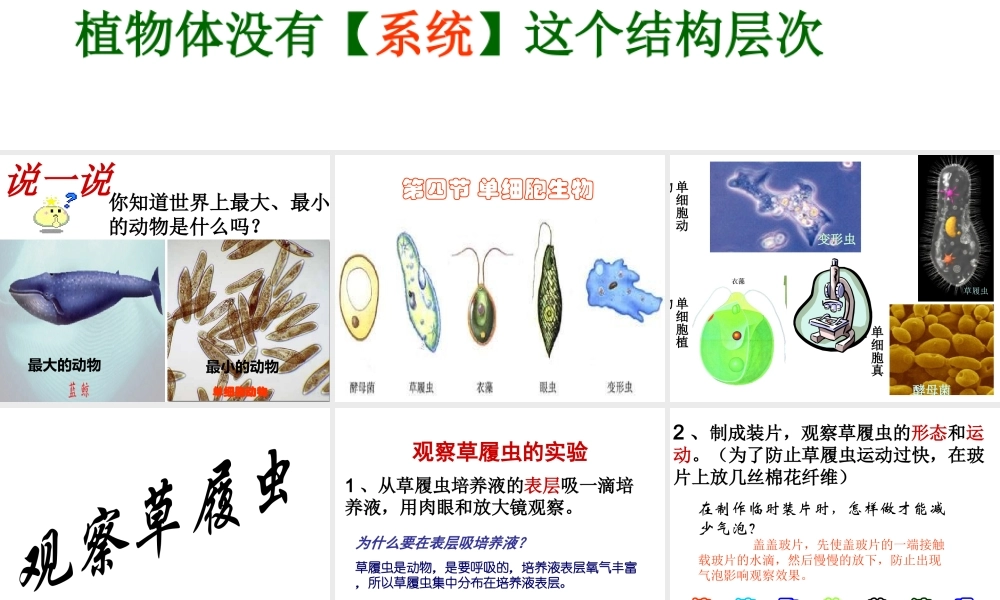 2014秋七年级生物上册 第二单元 第二章 第四节 单细胞生物（第1课时）课件 （新版）新人教版