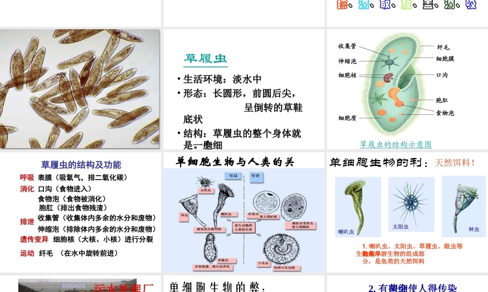 2014秋七年级生物上册 第二单元 第二章 第四节 单细胞生物（第1课时）课件 （新版）新人教版