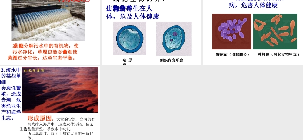 2014秋七年级生物上册 第二单元 第二章 第四节 单细胞生物（第1课时）课件 （新版）新人教版