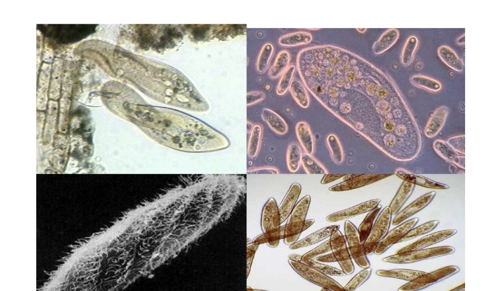 2014秋七年级生物上册 第二单元 第二章 第四节 单细胞生物（第2课时）课件 （新版）新人教版