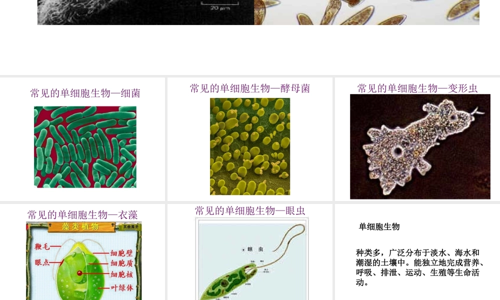 2014秋七年级生物上册 第二单元 第二章 第四节 单细胞生物（第2课时）课件 （新版）新人教版