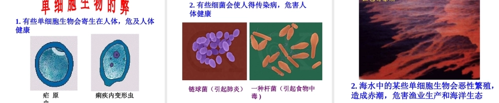2014秋七年级生物上册 第二单元 第二章 第四节 单细胞生物（第2课时）课件 （新版）新人教版