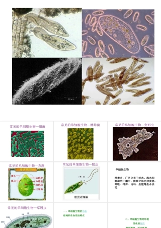 2014秋七年级生物上册 第二单元 第二章 第四节 单细胞生物（第2课时）课件 （新版）新人教版