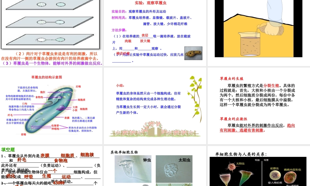 2014秋七年级生物上册 第二单元 第二章 第四节 单细胞生物（第3课时）课件 （新版）新人教版