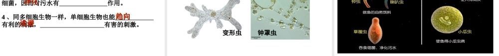 2014秋七年级生物上册 第二单元 第二章 第四节 单细胞生物（第3课时）课件 （新版）新人教版