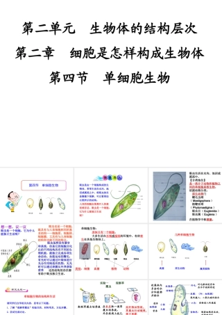2014秋七年级生物上册 第二单元 第二章 第四节 单细胞生物（第3课时）课件 （新版）新人教版