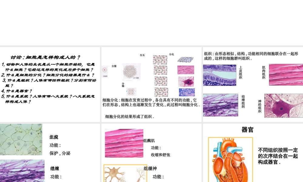 2014秋七年级生物上册 第二单元 第三章 第一节 动物体的结构层次（第1课时）课件 新人教版