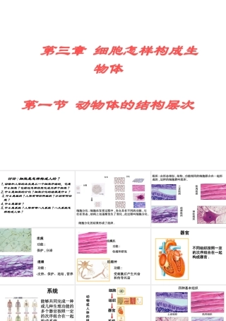 2014秋七年级生物上册 第二单元 第三章 第一节 动物体的结构层次（第1课时）课件 新人教版