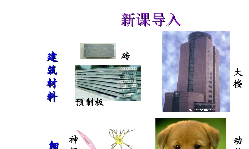 2014秋七年级生物上册 第二单元 第三章 第一节 动物体的结构层次（第2课时）课件 新人教版