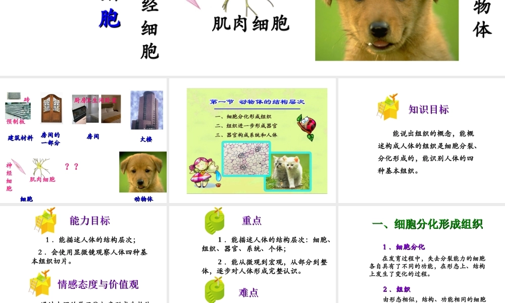 2014秋七年级生物上册 第二单元 第三章 第一节 动物体的结构层次（第2课时）课件 新人教版