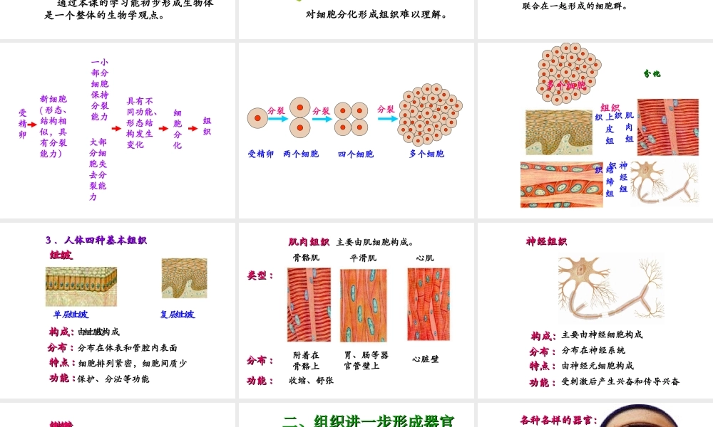2014秋七年级生物上册 第二单元 第三章 第一节 动物体的结构层次（第2课时）课件 新人教版