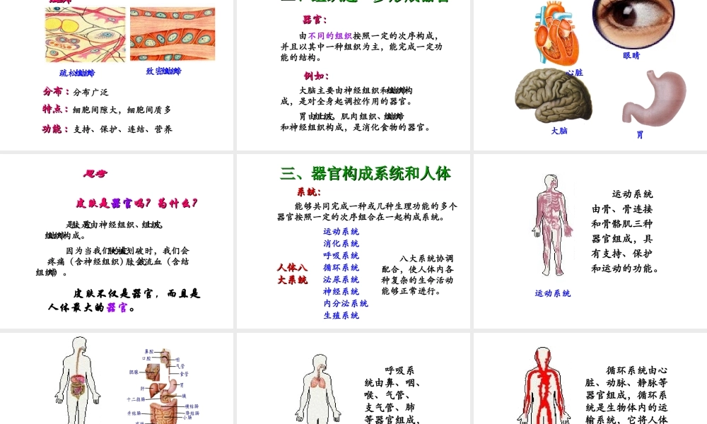 2014秋七年级生物上册 第二单元 第三章 第一节 动物体的结构层次（第2课时）课件 新人教版