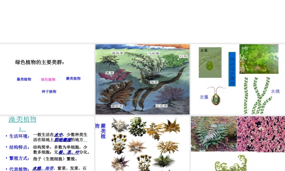 2014秋七年级生物上册 第二单元 第一章 第一节 绿色植物的主要类群课件1 济南版