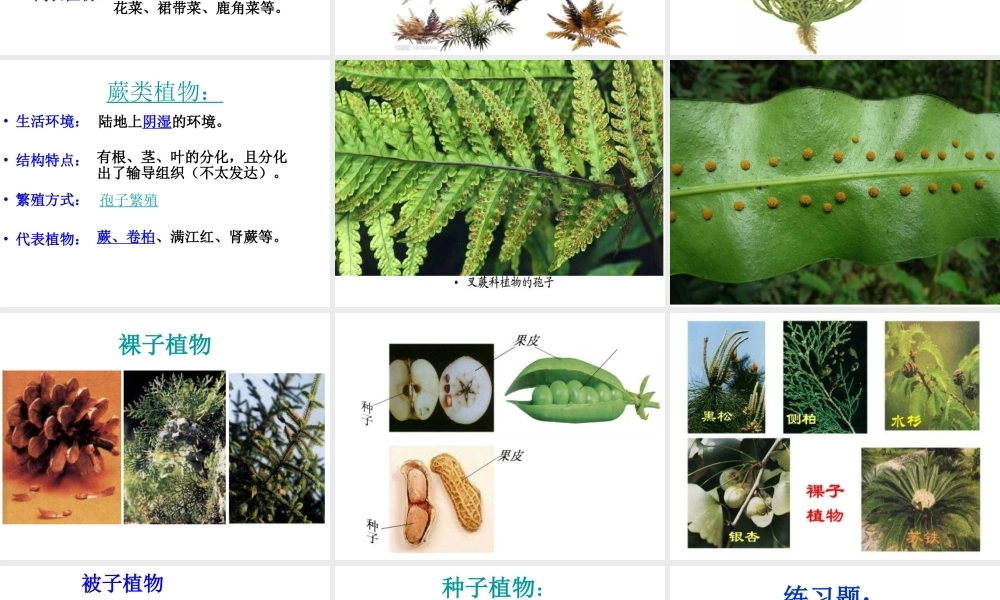 2014秋七年级生物上册 第二单元 第一章 第一节 绿色植物的主要类群课件1 济南版