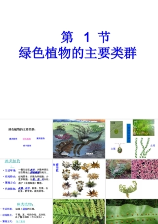 2014秋七年级生物上册 第二单元 第一章 第一节 绿色植物的主要类群课件1 济南版