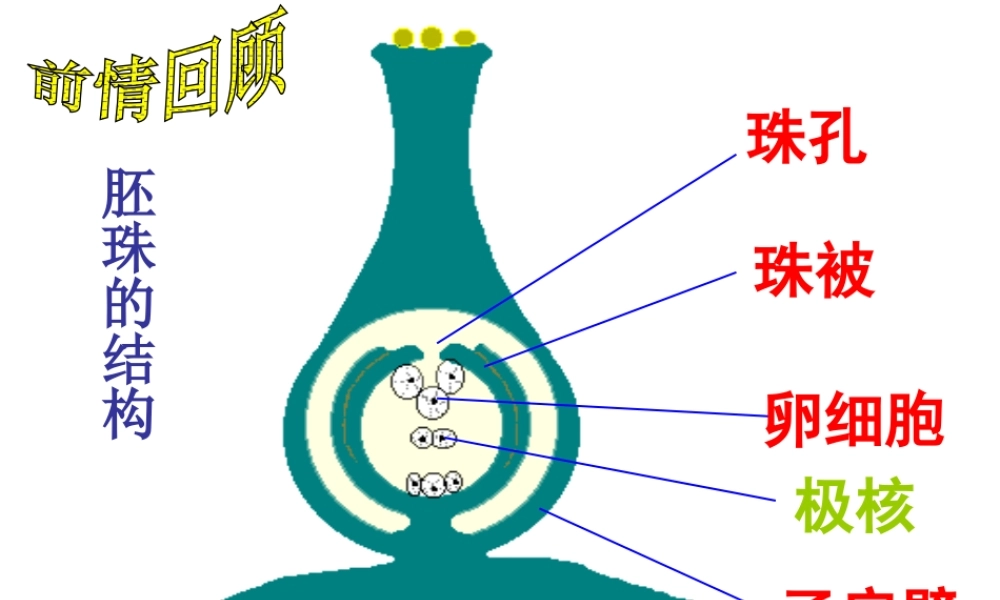 2014年秋八年级生物上册 第一章 第三节 果实和种子的形成课件 济南版