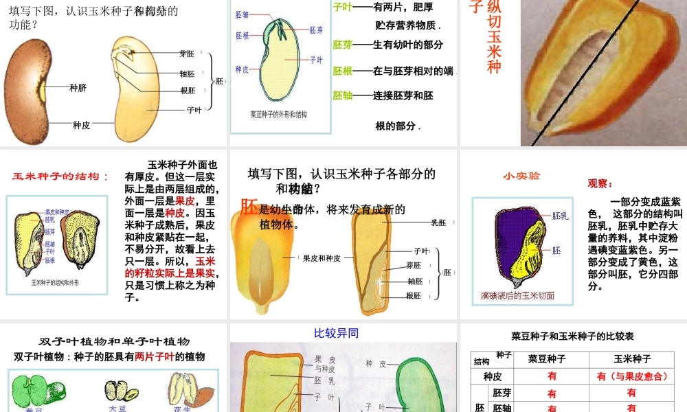 2014年秋八年级生物上册 第一章 第三节 果实和种子的形成课件 济南版