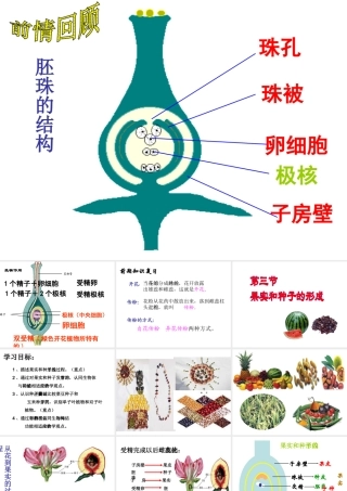 2014年秋八年级生物上册 第一章 第三节 果实和种子的形成课件 济南版