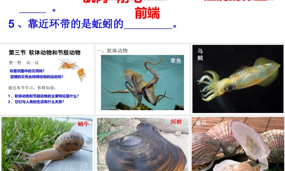 2014年秋八年级生物上册 第一章 第三节 软体动物和节肢动物课件 （新版）新人教版