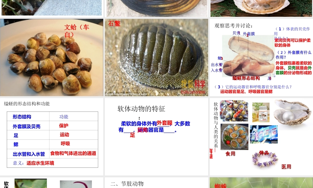2014年秋八年级生物上册 第一章 第三节 软体动物和节肢动物课件 （新版）新人教版