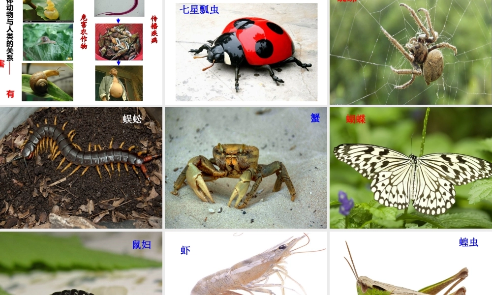 2014年秋八年级生物上册 第一章 第三节 软体动物和节肢动物课件 （新版）新人教版