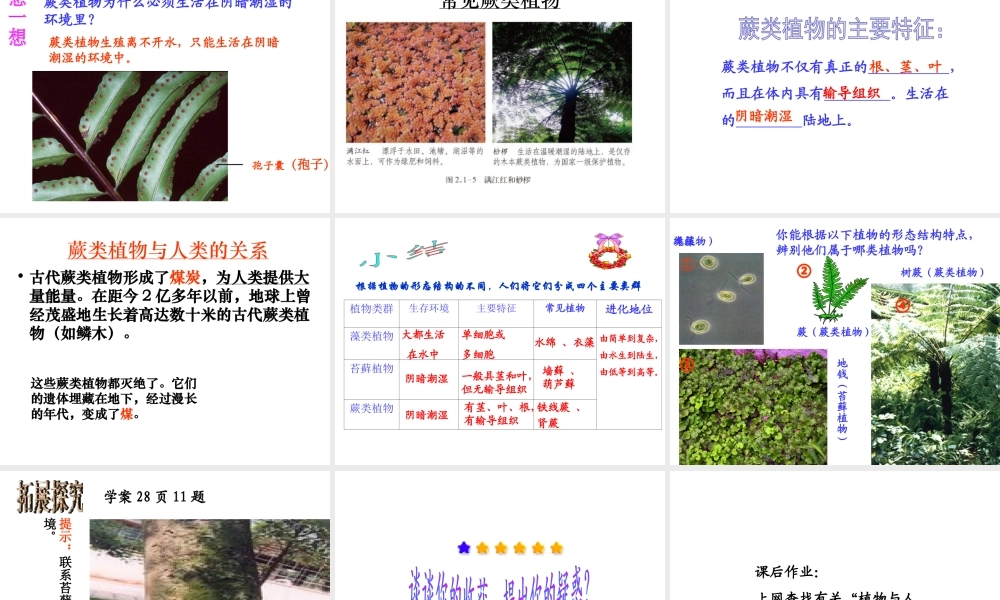 2014秋七年级生物上册 第二单元 第一章 第一节 绿色植物的主要类群课件2 济南版