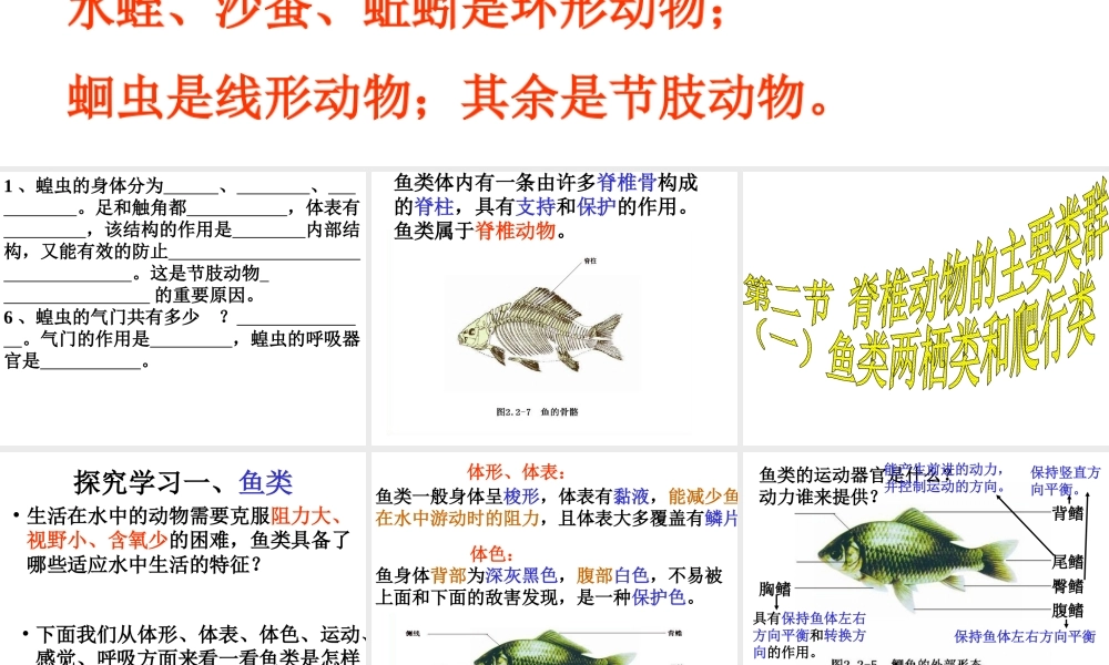 2014秋七年级生物上册 第二章 第二节 脊椎动物的主要类群（第1课时）课件 （新版）济南版