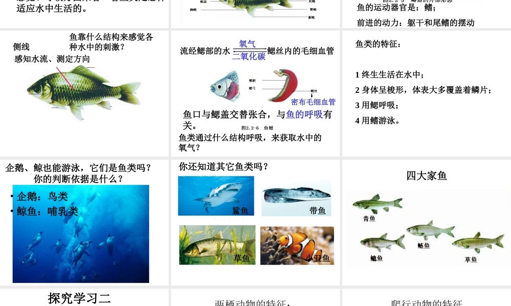 2014秋七年级生物上册 第二章 第二节 脊椎动物的主要类群（第1课时）课件 （新版）济南版