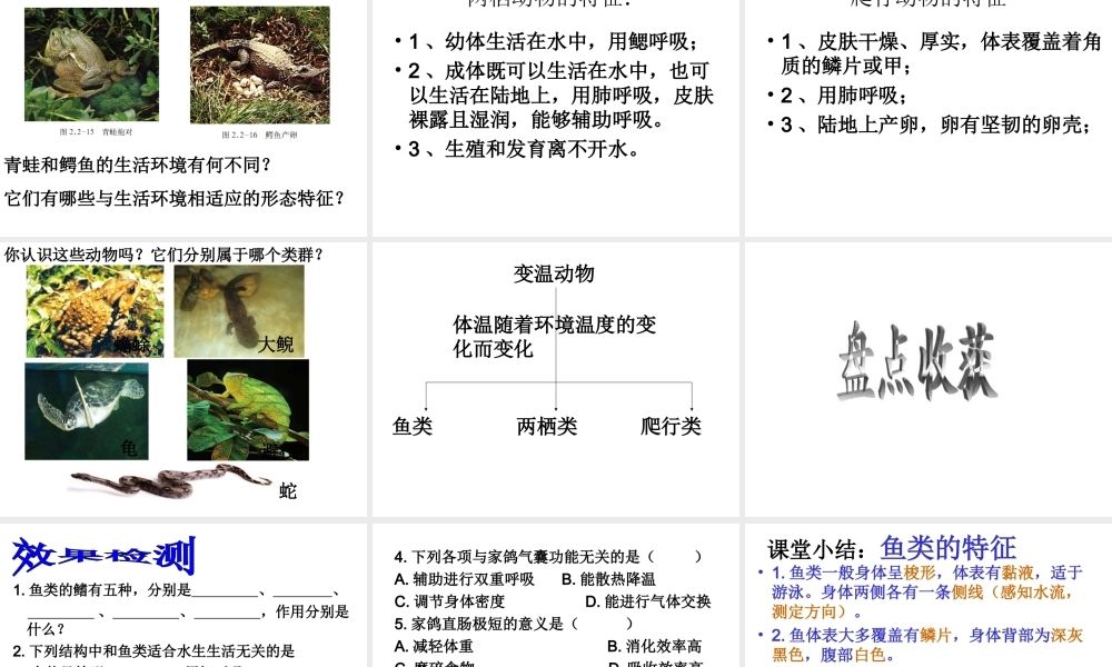 2014秋七年级生物上册 第二章 第二节 脊椎动物的主要类群（第1课时）课件 （新版）济南版