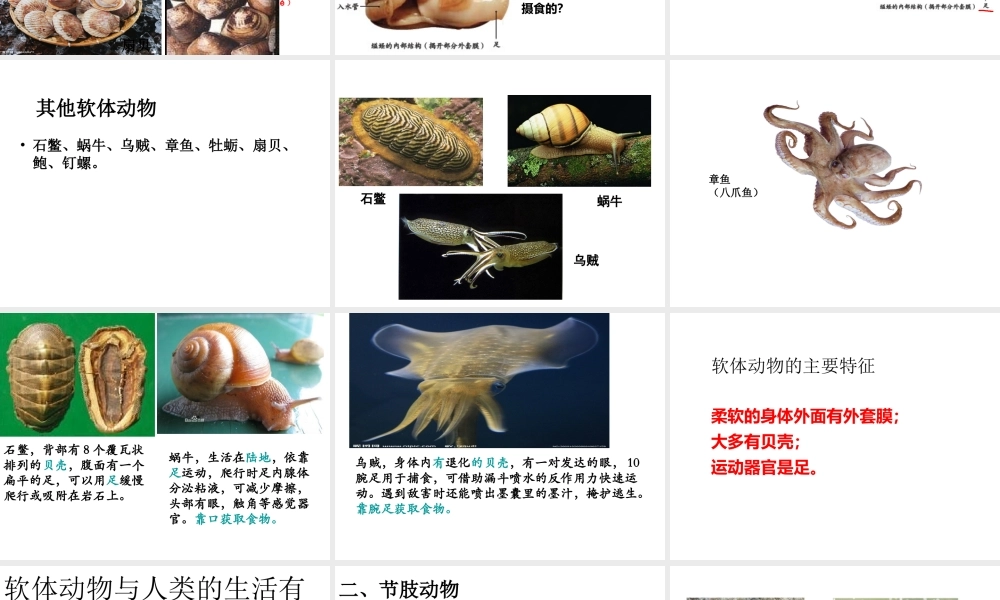 2014年秋八年级生物上册 第一章 第三节 软体动物与节肢动物课件 （新版）新人教版