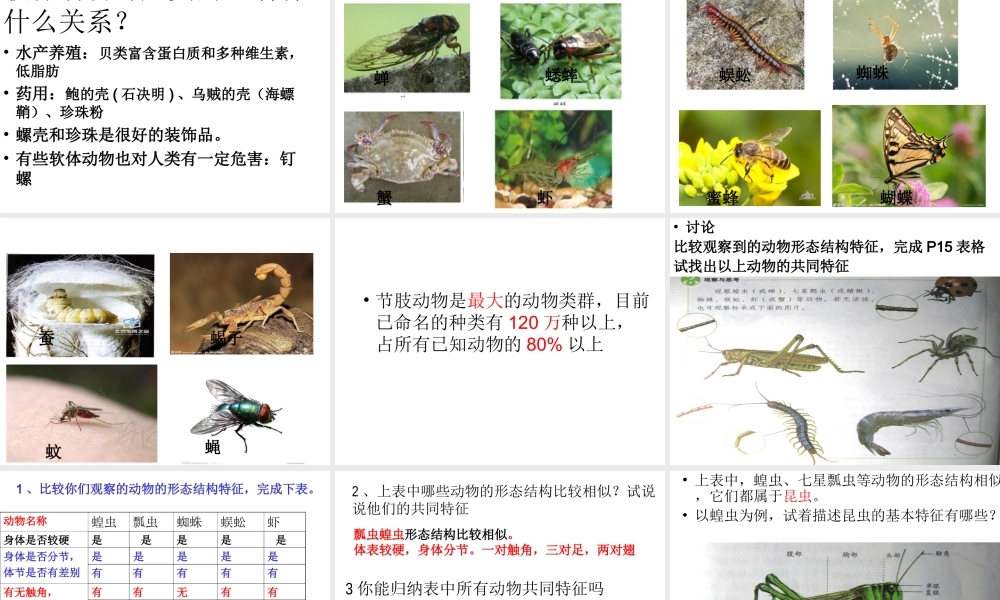 2014年秋八年级生物上册 第一章 第三节 软体动物与节肢动物课件 （新版）新人教版