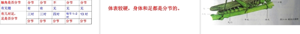 2014年秋八年级生物上册 第一章 第三节 软体动物与节肢动物课件 （新版）新人教版