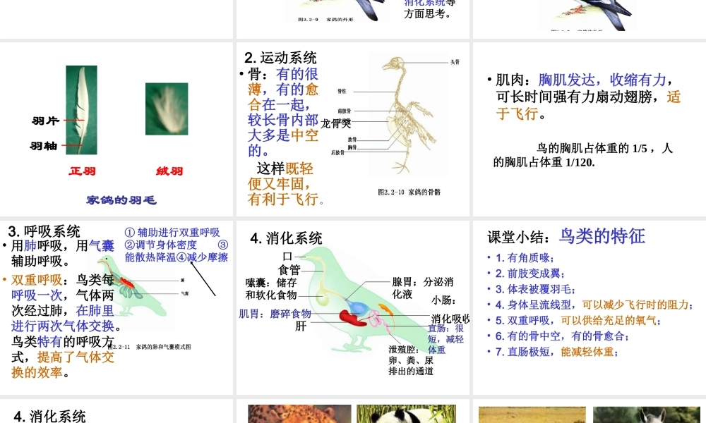 2014秋七年级生物上册 第二章 第二节 脊椎动物的主要类群（第2课时）课件 （新版）济南版