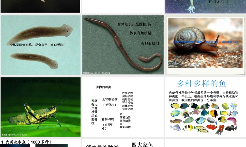 2014年秋八年级生物上册 第一章 第四节 鱼课件 （新版）新人教版