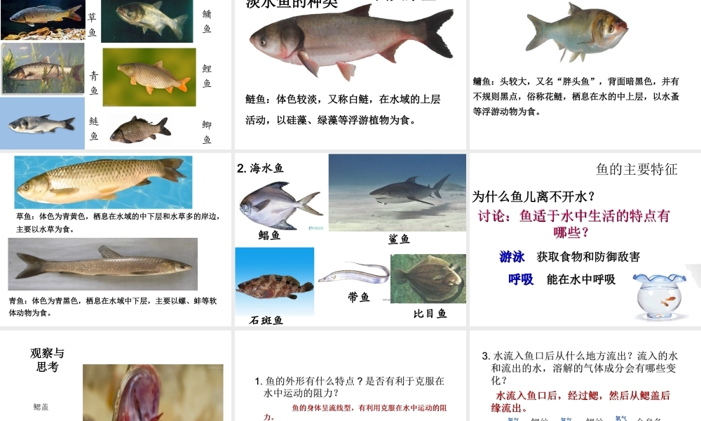 2014年秋八年级生物上册 第一章 第四节 鱼课件 （新版）新人教版