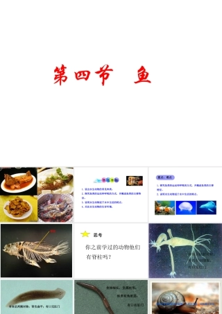 2014年秋八年级生物上册 第一章 第四节 鱼课件 （新版）新人教版