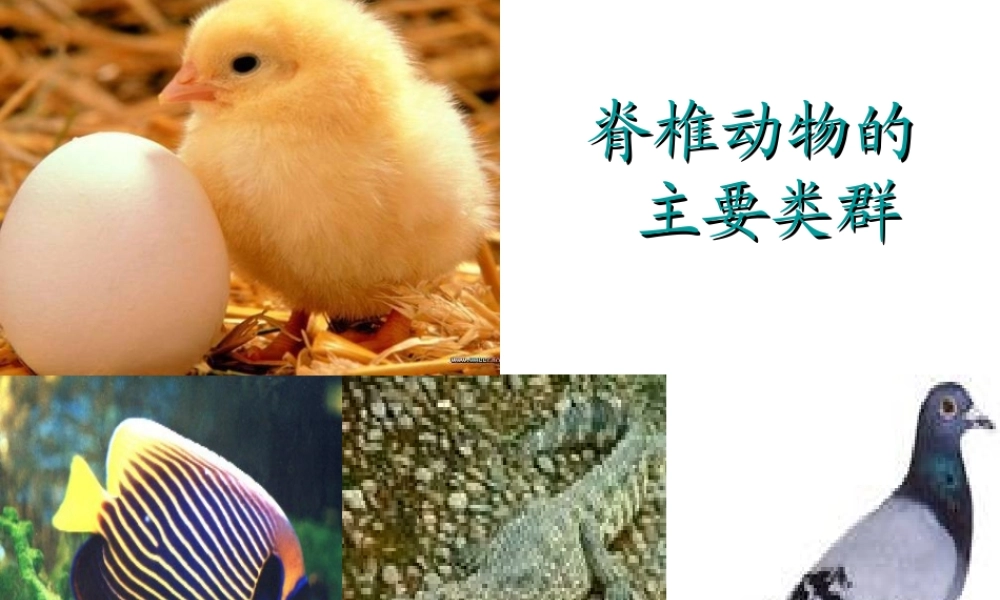 2014秋七年级生物上册 第二章 第二节 脊椎动物的主要类群（第3课时）课件 （新版）济南版