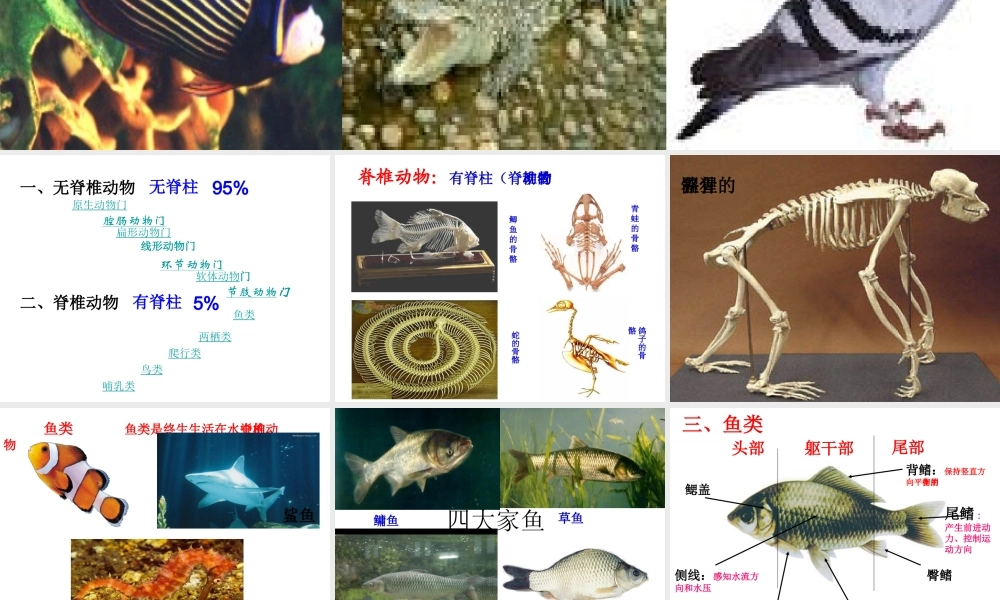 2014秋七年级生物上册 第二章 第二节 脊椎动物的主要类群（第3课时）课件 （新版）济南版