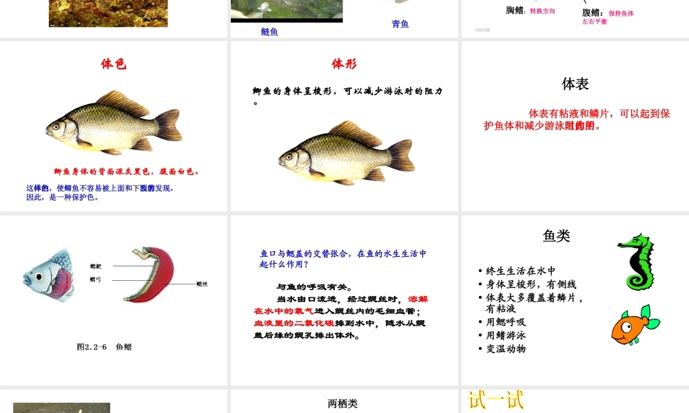 2014秋七年级生物上册 第二章 第二节 脊椎动物的主要类群（第3课时）课件 （新版）济南版